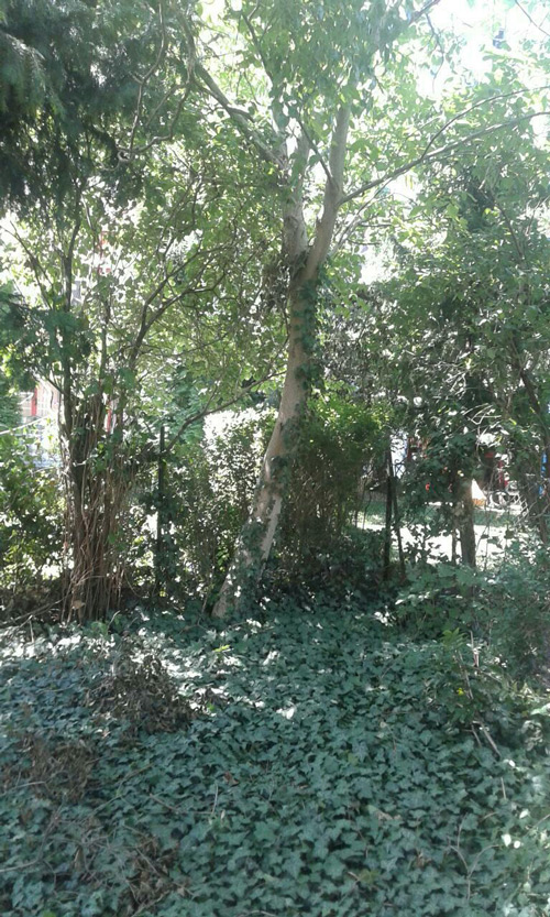 Nagy akad&aacute;ly a kert&eacute;p&iacute;t&eacute;s el&odblac;tt